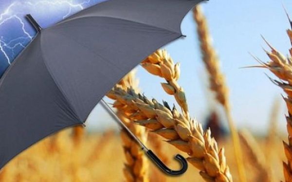 Запроваджено державну підтримку страхування агропродукції у 2026 році