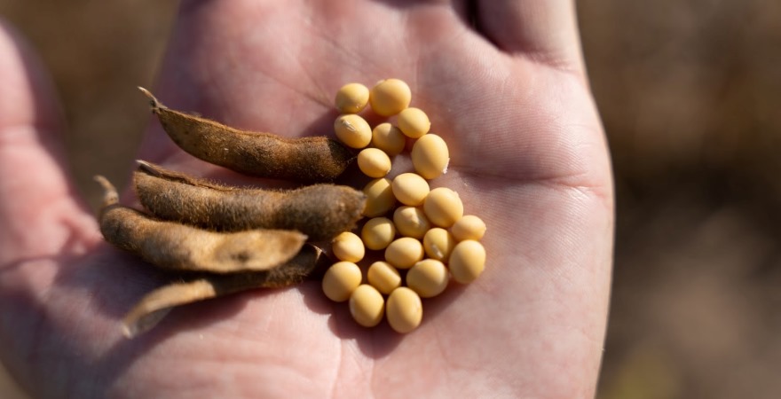 Запровадження експортного мита на соєві боби і насіння ріпаку